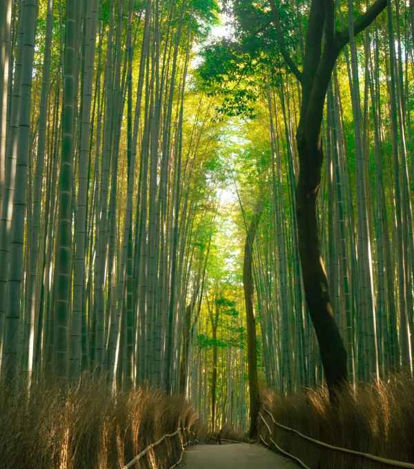 Arashiyama Bamboo Grove Kyoto