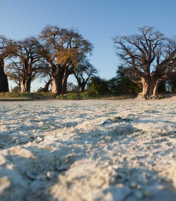 Botswana Baines Baobabs