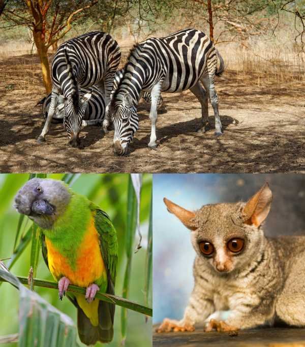 Senegal Bandia Natural Reserve