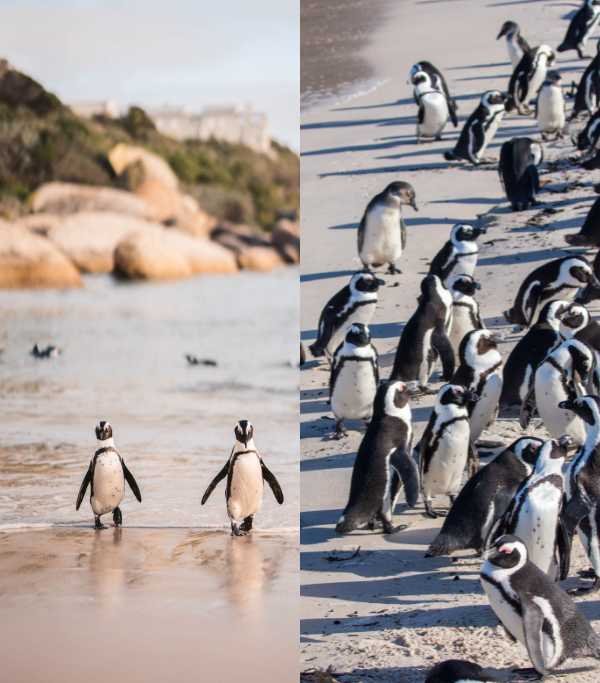 Boulders Beach Penguin Colony