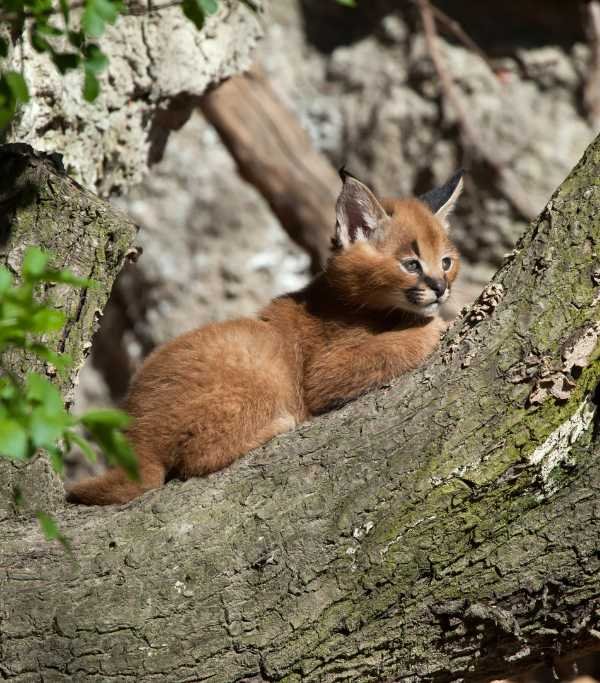 Botswana CARACAL Biodiversity Center