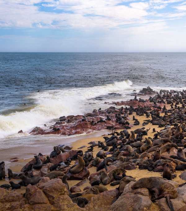 Namibia Cape Cross Seal Reserve