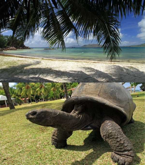 Seychelles Curieuse Island