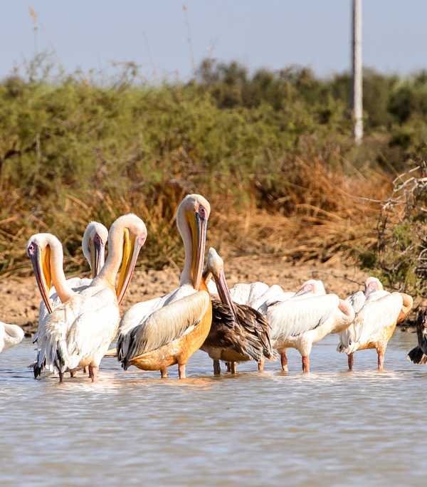 Senegal Djoudj National Bird Sanctuary