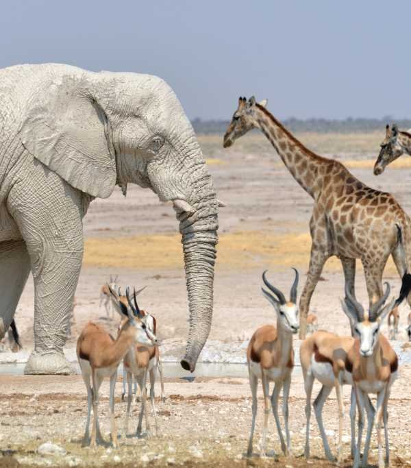 Namibia Etosha National Park