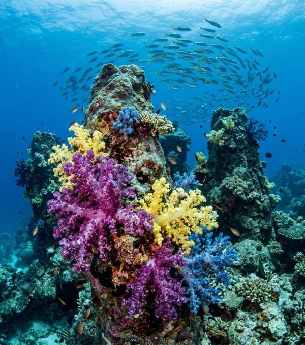 HP Reef