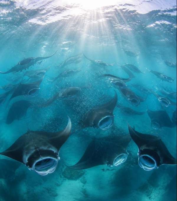 Hanifaru Bay