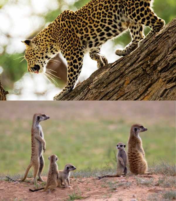 Botswana Kalahari Desert