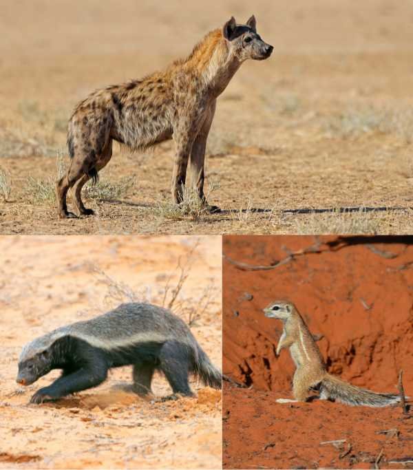 Namibia Kalahari Desert