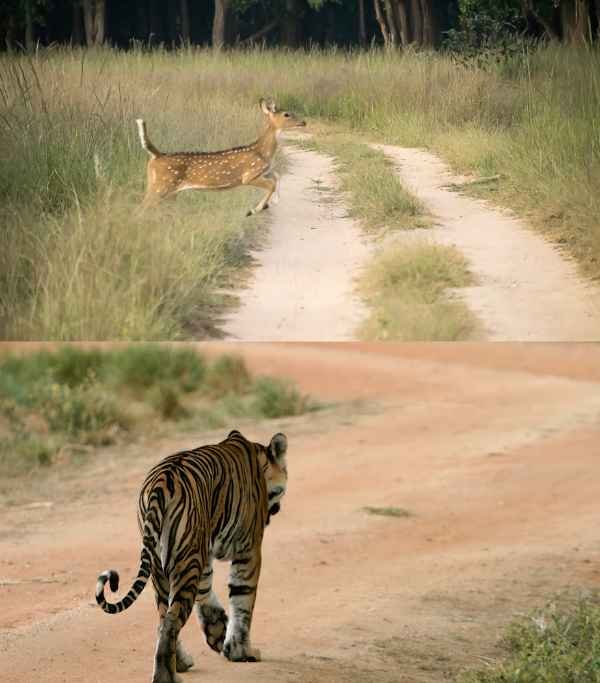 Madhya Pradesh Kanha National Park