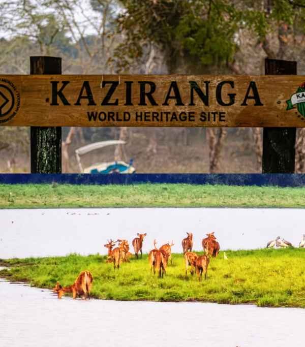 Kaziranga