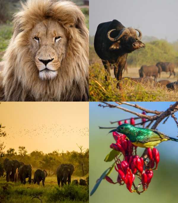 Kruger National Park