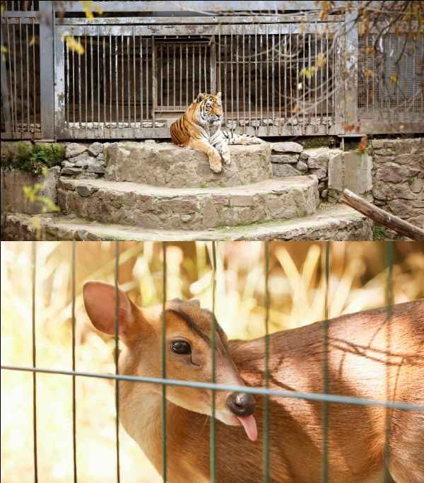 Manipur Manipur Zoological Gardens