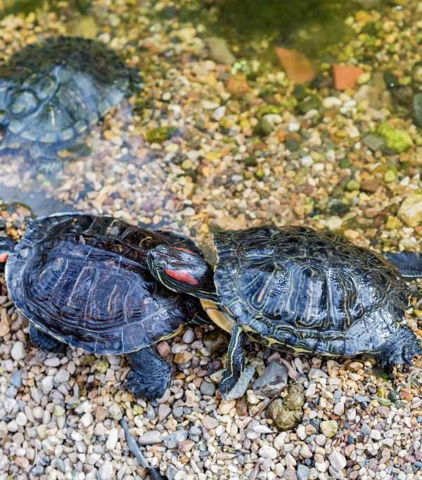 Marine Turtles Conservation Pond