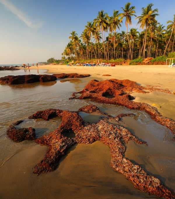 Morjim Beach