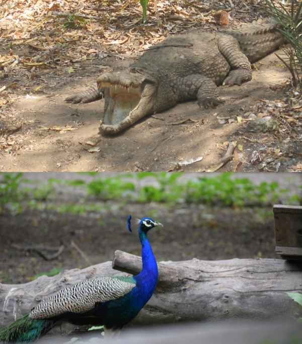 Nagaland Nagaland Zoological Park