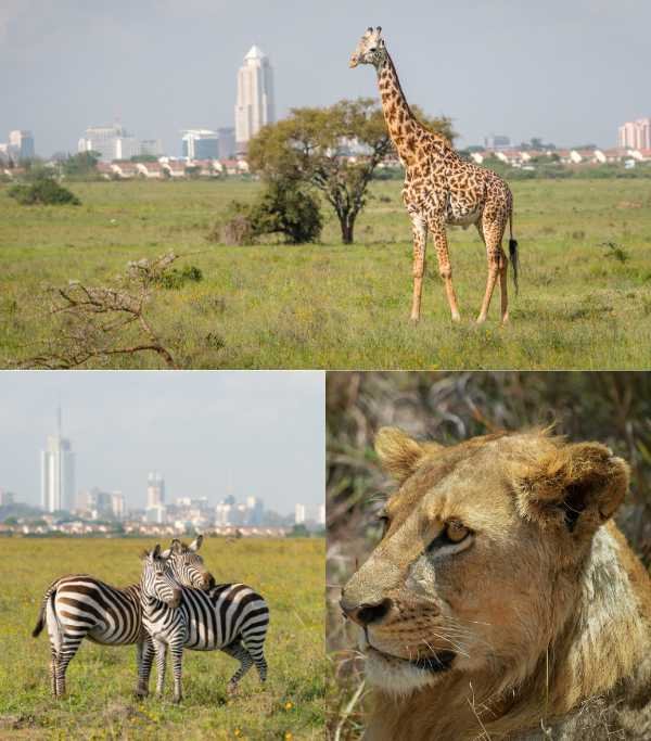 Nairobi National Park