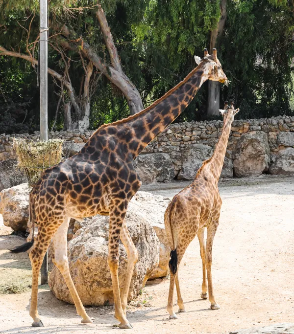 Nandankanan Zoological Park
