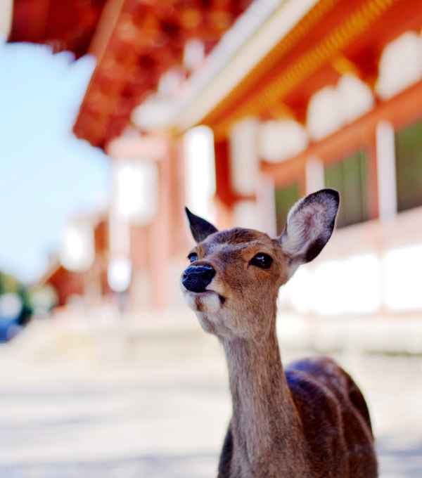 Nara Deer Park