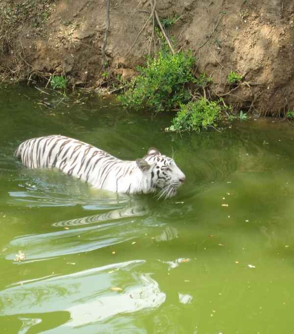 Nehru Zoological Park