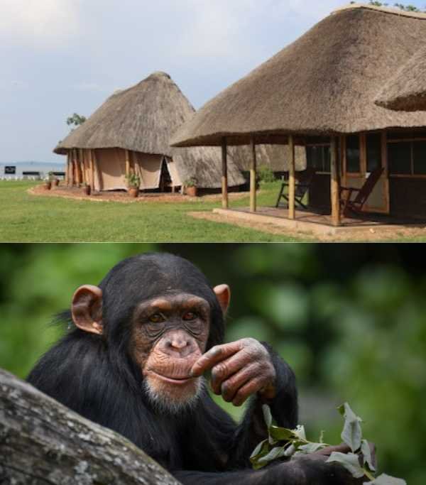 Ngamba Island Chimpanzee Sanctuary