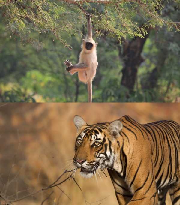 Rajasthan Ranthambore National Park