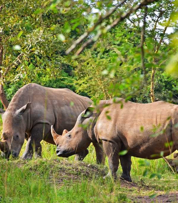 Rhino Fund Uganda