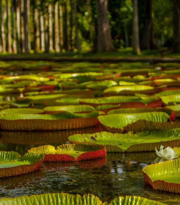 SSR Botanical Gardens