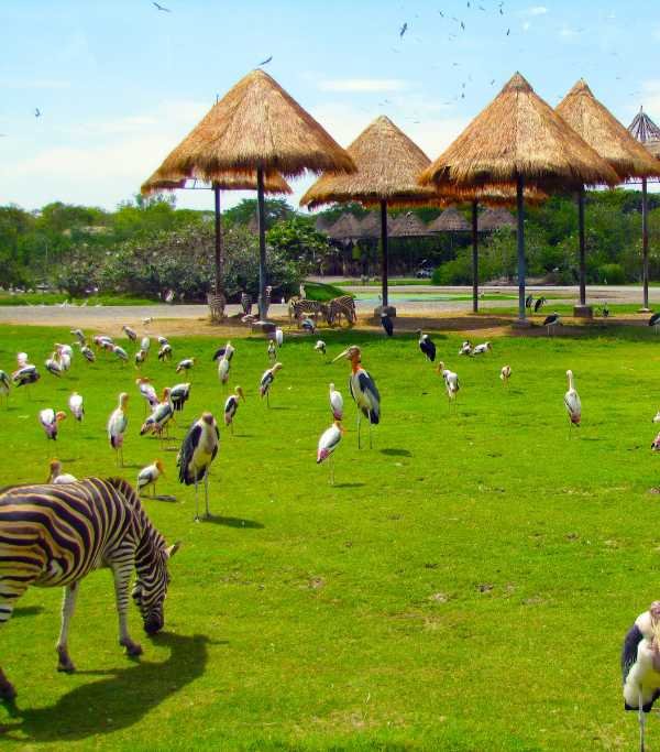 Safari World