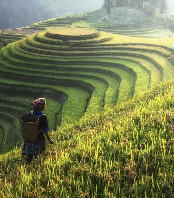 Sapa