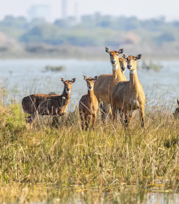 Sepahijala Wildlife Sanctuary