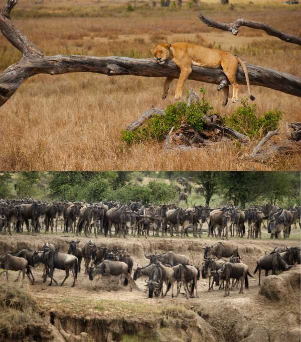 Serengeti National Park
