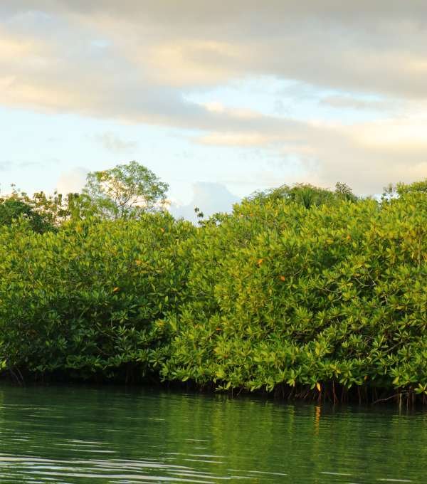 Wetland Reserve Mangrove