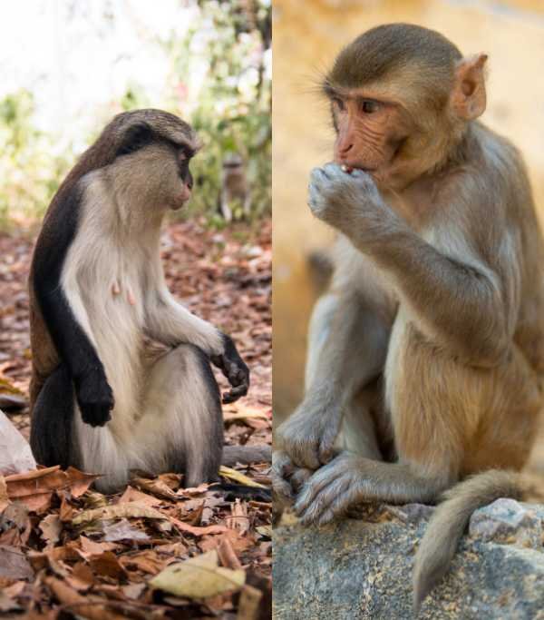 Tafi Atome Monkey Sanctuary