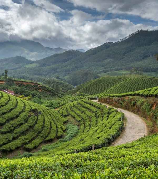 Tata Tea Plantations