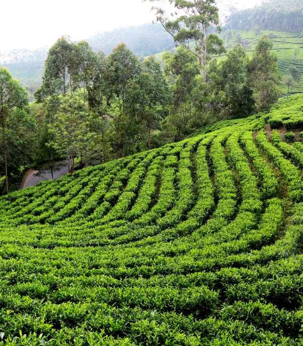 Tea Garden