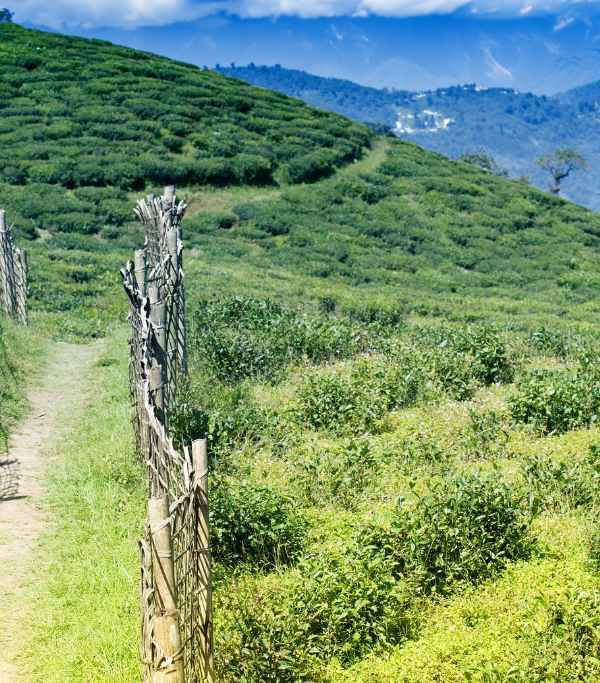 Temi Tea Garden