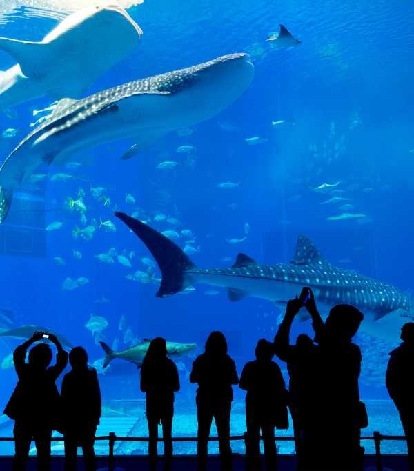 Two Oceans Aquarium