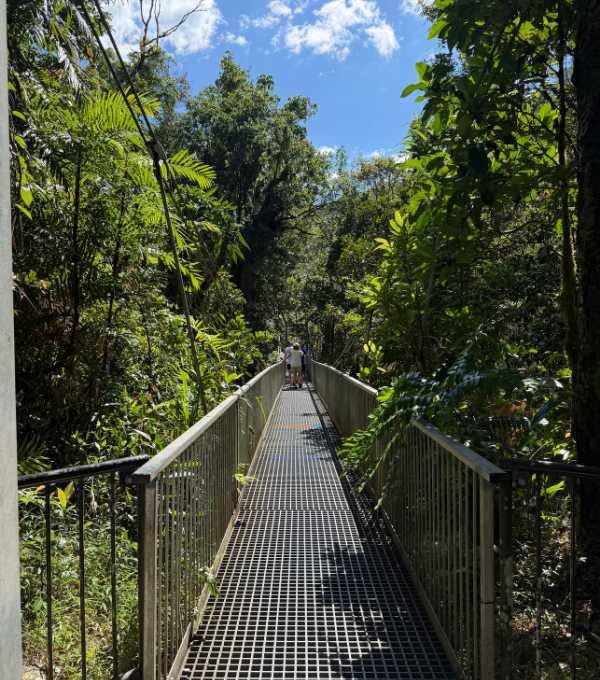 Ulu Temburong National Park rainforest