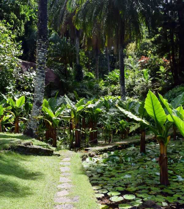 Seychelles Victoria's Botanical Garden