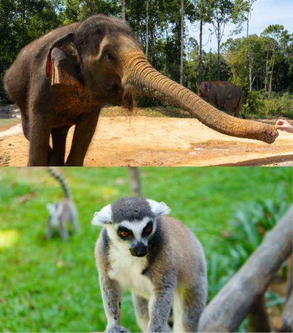 Vinpearl Safari Phu Quoc