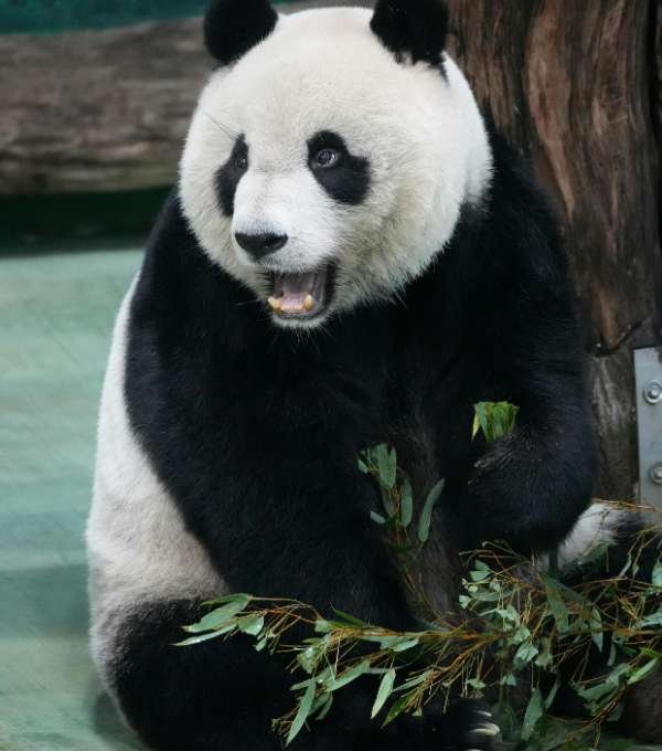 Giant Panda Forest