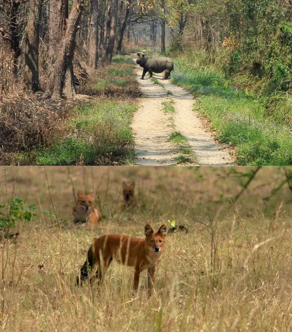 Bihar Valmiki National Park