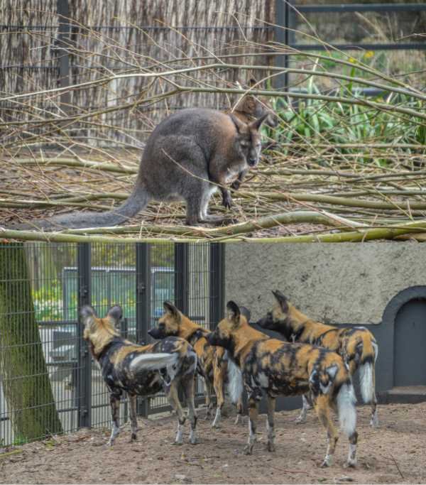 Netherlands ARTIS Amsterdam Royal Zoo