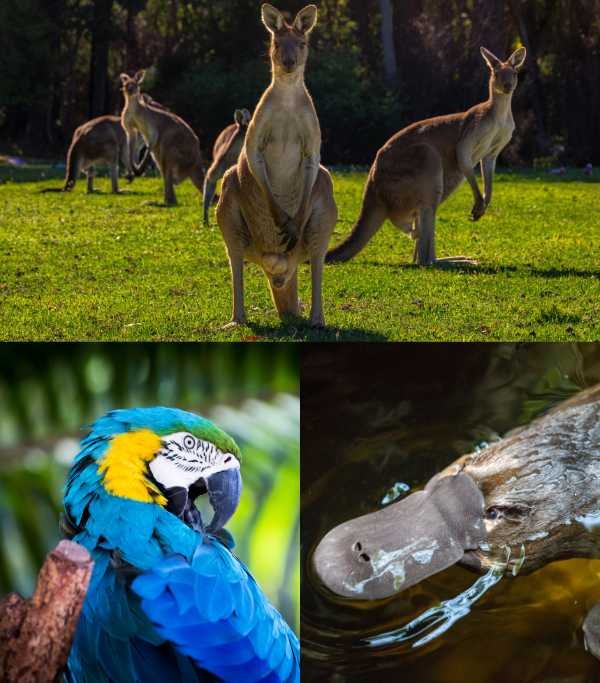 Australian Zoo