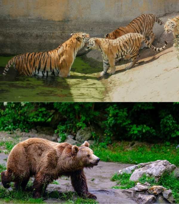 Serbia Belgrade Zoo