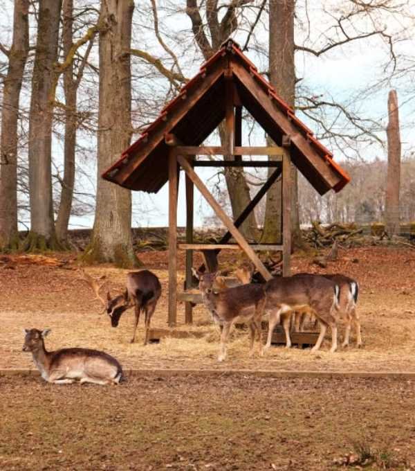 Denmark Jægerborg Dyrehave - Nature & Wildlife Areas, Parks