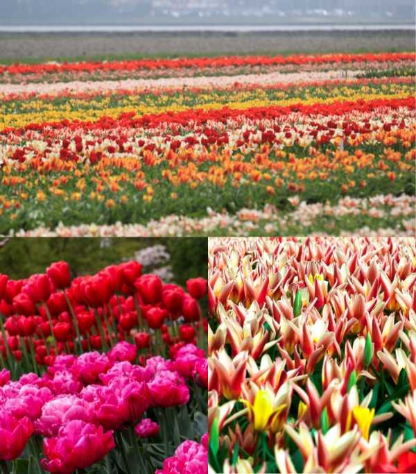 Netherlands Keukenh of Park