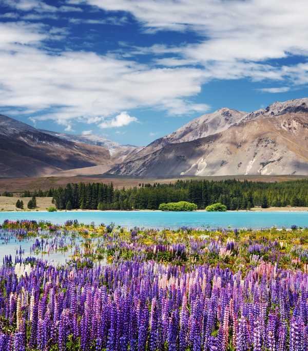 New Zealand Lake Tekapo