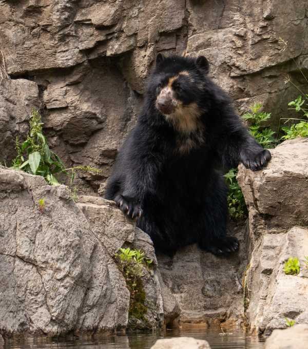 Romania Libearty Bear Sanctuary Zarnesti